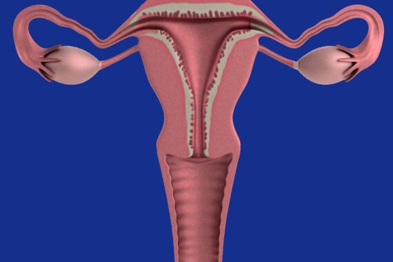 uterus, apparatus, ovaries