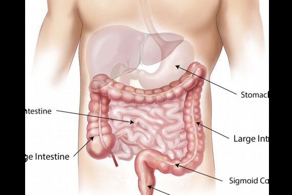 abdomen, intestine, large
