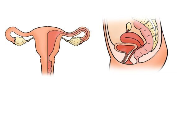 the uterus, uterus shape, the uterus model