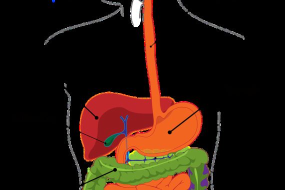 digestion, intestine, digestive
