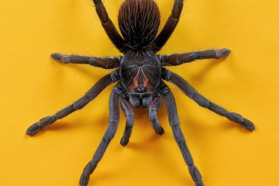 brown and black spider on yellow wall