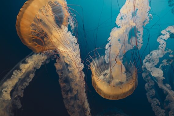 brown jellyfish in blue water